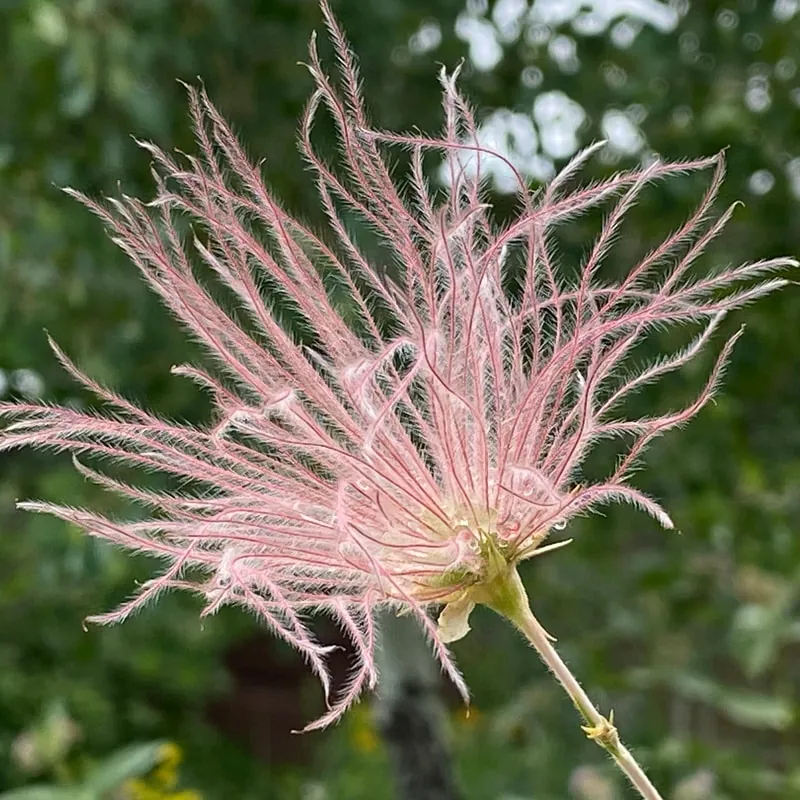 A pink, feathery prairie smoke seed head against green leaves